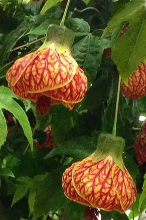Abutilon 'Red Tiger'
