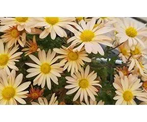 Wayside Gardens Chrysanthemum 'Brandy...