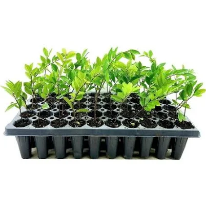 Drake Chinese Elm Tree