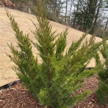 Sea Green Pfitzer Juniper - Juniperus...