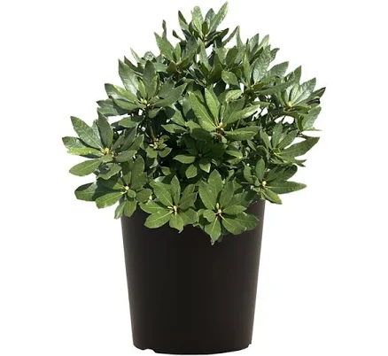 Expert Gardener 1G Multicolor Rhodode...