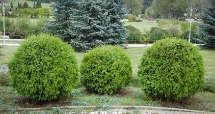 Expert Gardener Arborvitae Danica Eve...