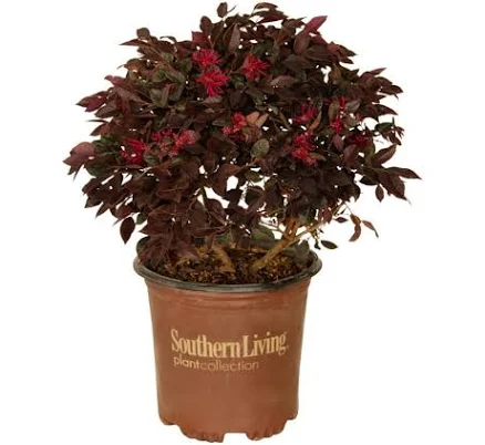 Purple Daydream Loropetalum Pot