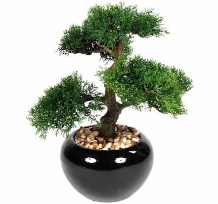 At Home Bonsai Tree Plant