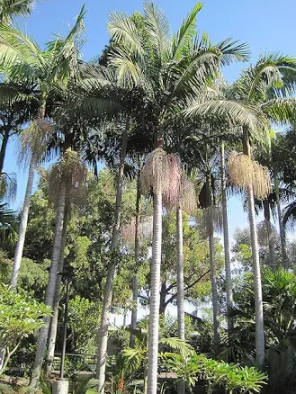 Archontophoenix Cunninghamiana 15 Gal...