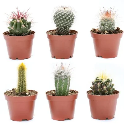 Small Cactus for Sale Buy Cactus in Bulk