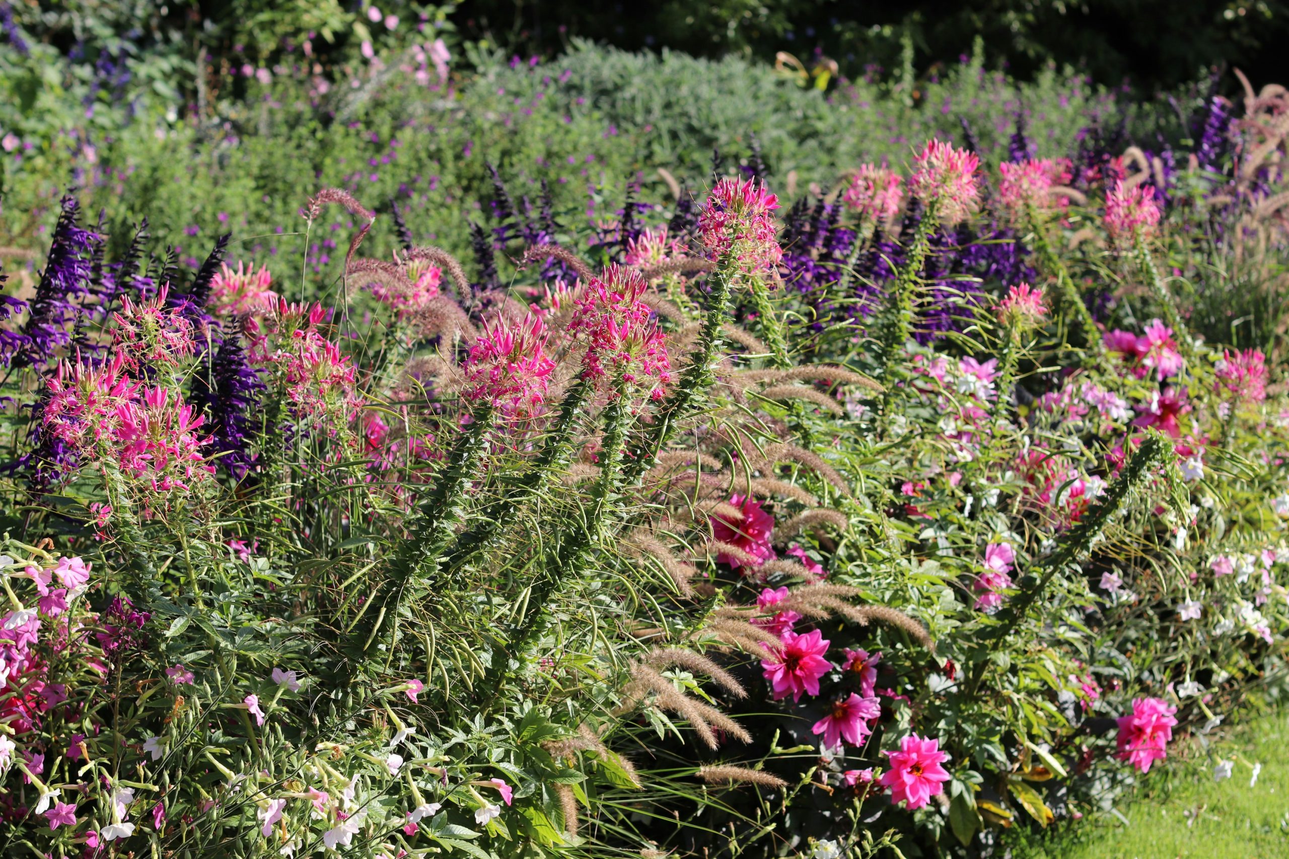 A garden bed with pink and purple flowers.
