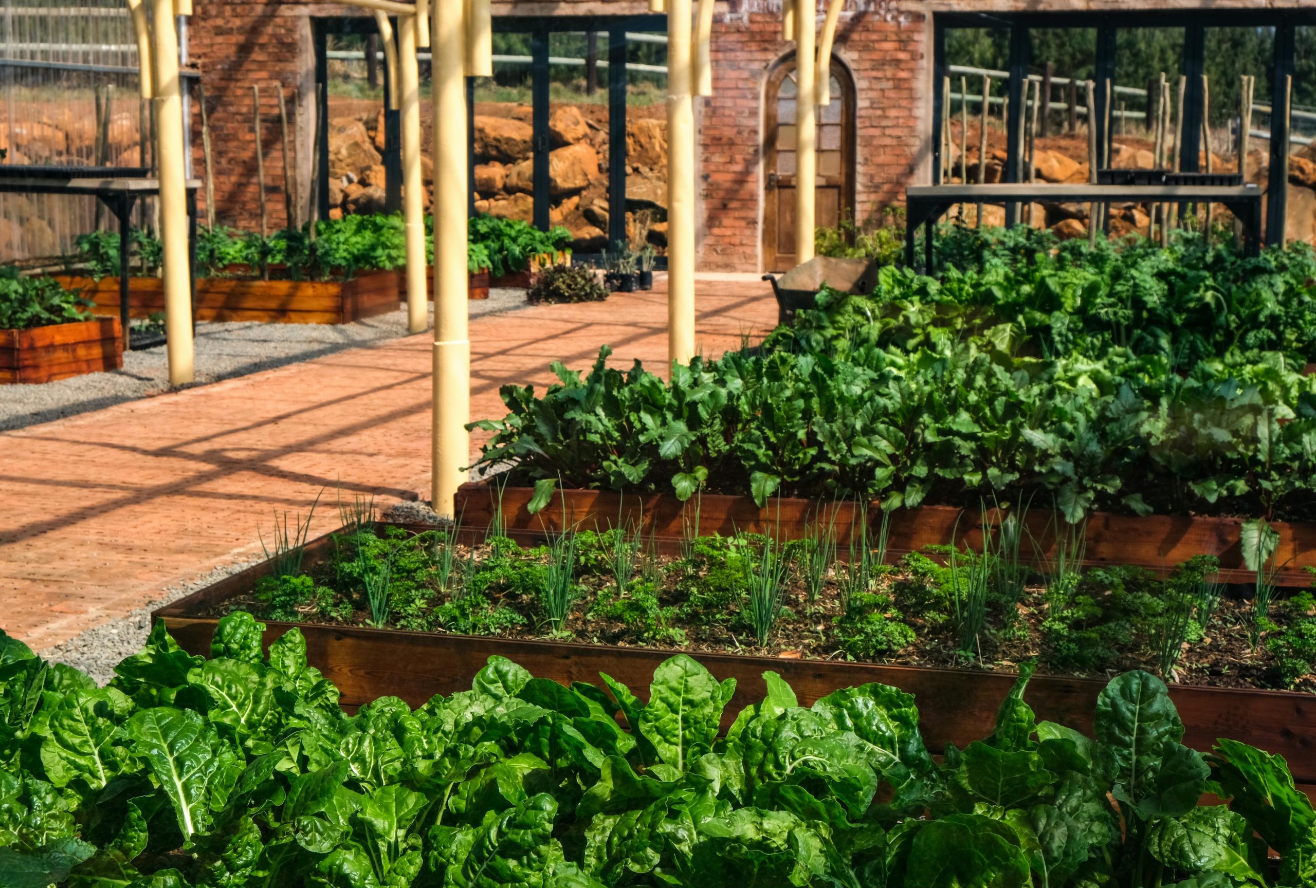 A lush indoor greenhouse filled with vibrant vegetables like lettuce in raised wooden garden beds.