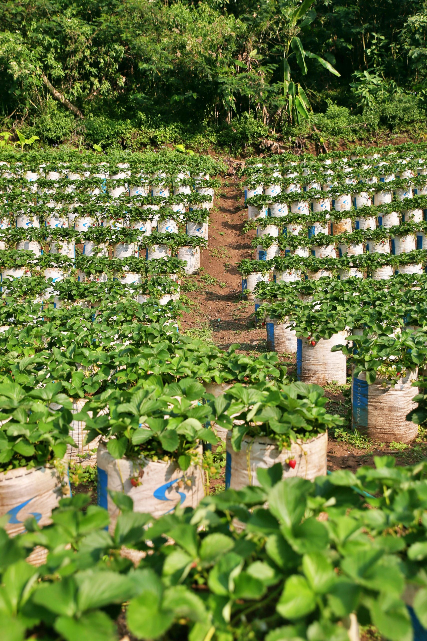 A vibrant strawberry plantation with rows of green plants under clear skies.