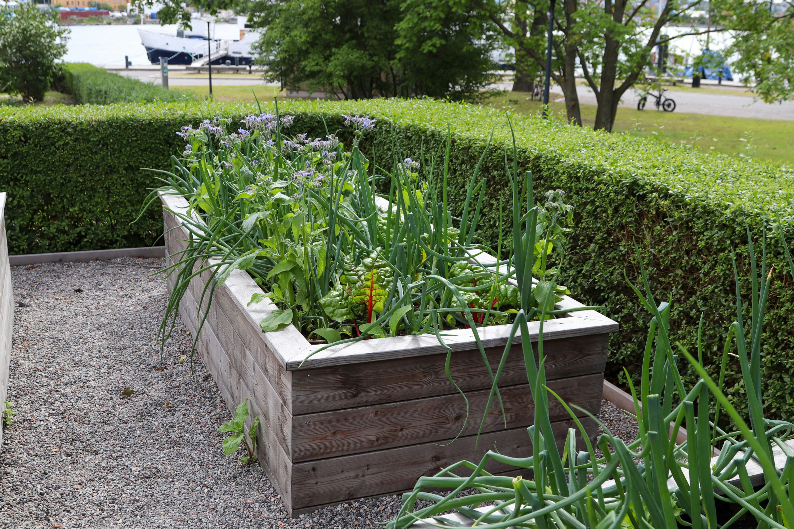 A wooden planter box filled with green plants.