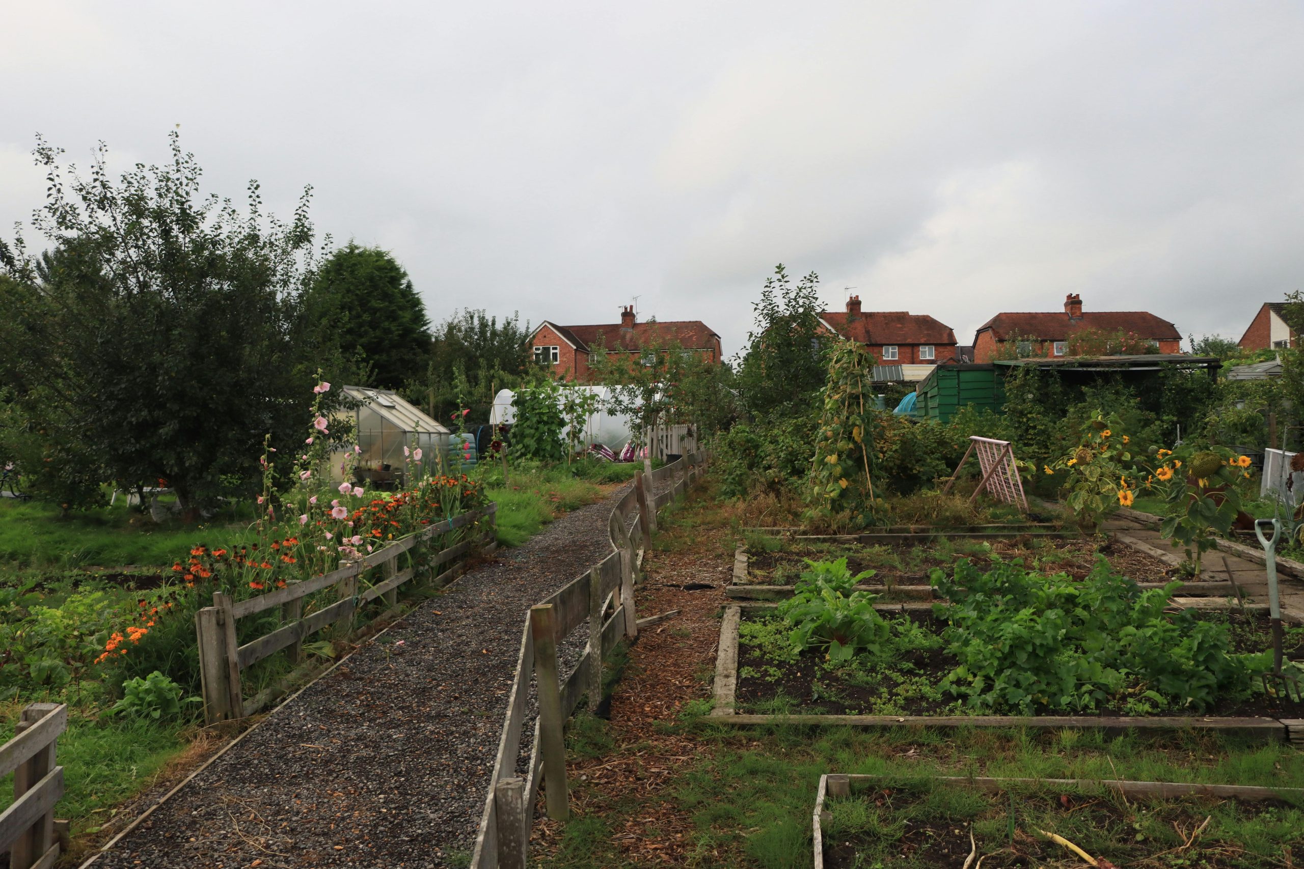 Charming community allotment with pathways, plants, and greenhouses in England.