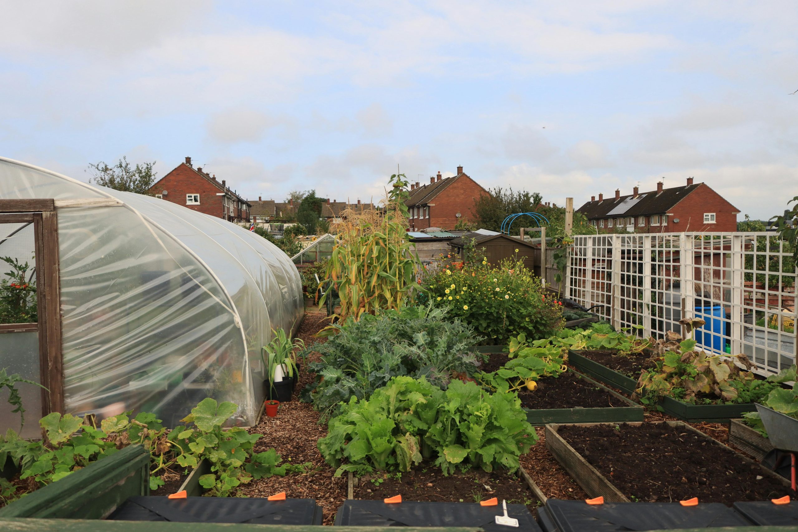 Charming community garden with greenhouse and lush plants in England.