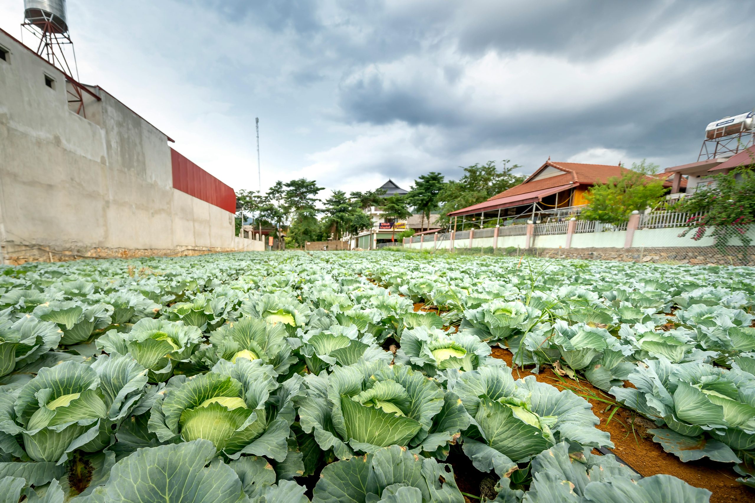 Expansive cabbage field with stormy sky, reflecting rural agricultural life.