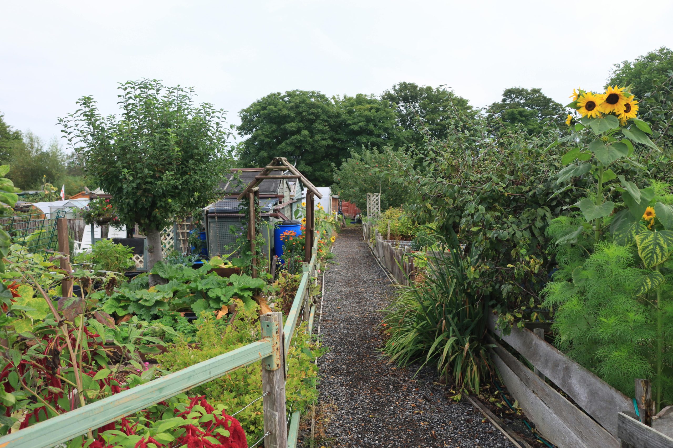 Explore a serene English allotment filled with vibrant sunflowers and diverse vegetation.