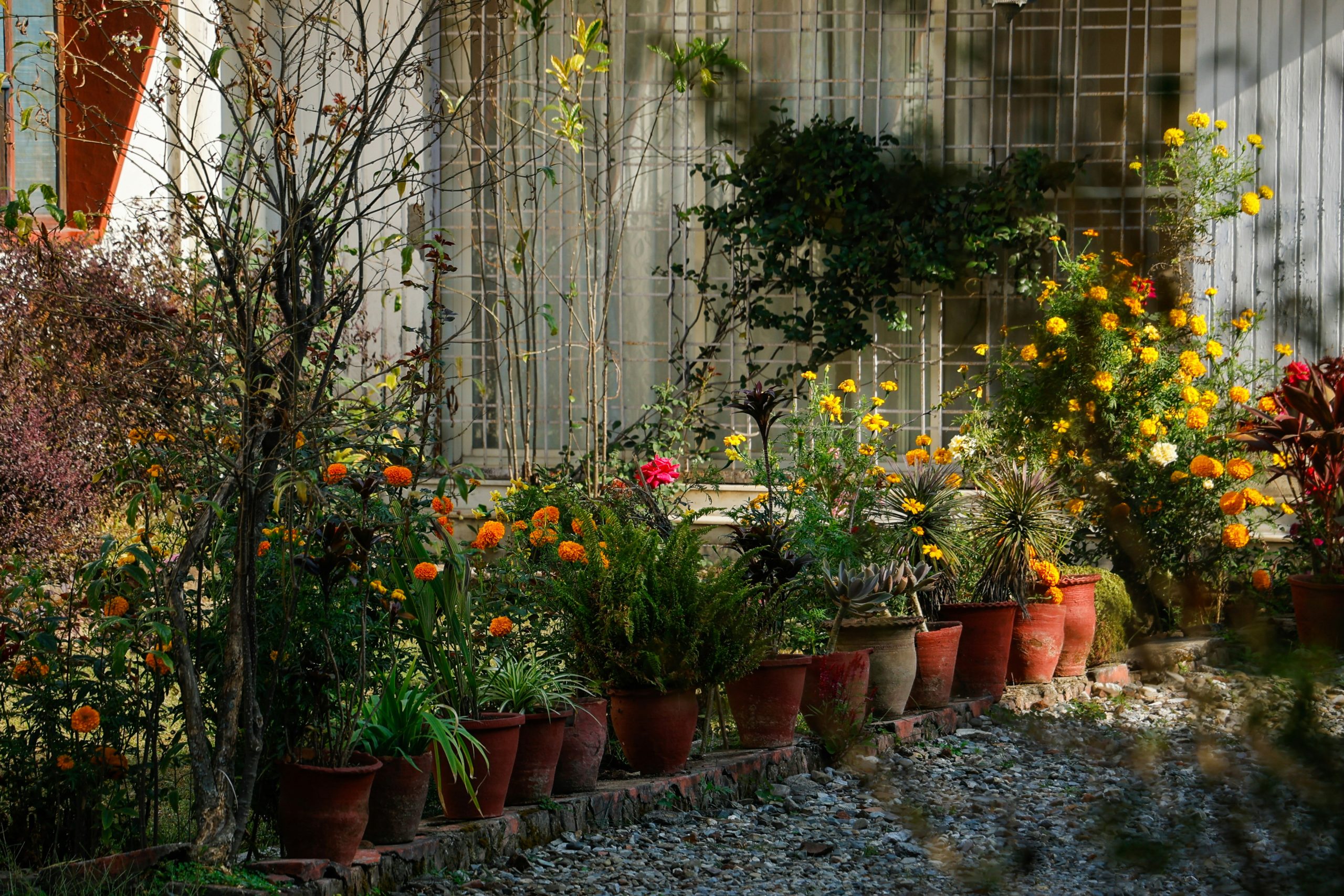 Garden