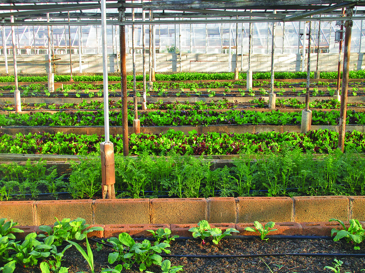 greenhouse, agriculture, farm, urban farming, gardening, garden, local food, growing, vegetable, urban, soil, salad, greens, farming, virginia, organic, food, nutrition, nature, healthy, grow, plant, 