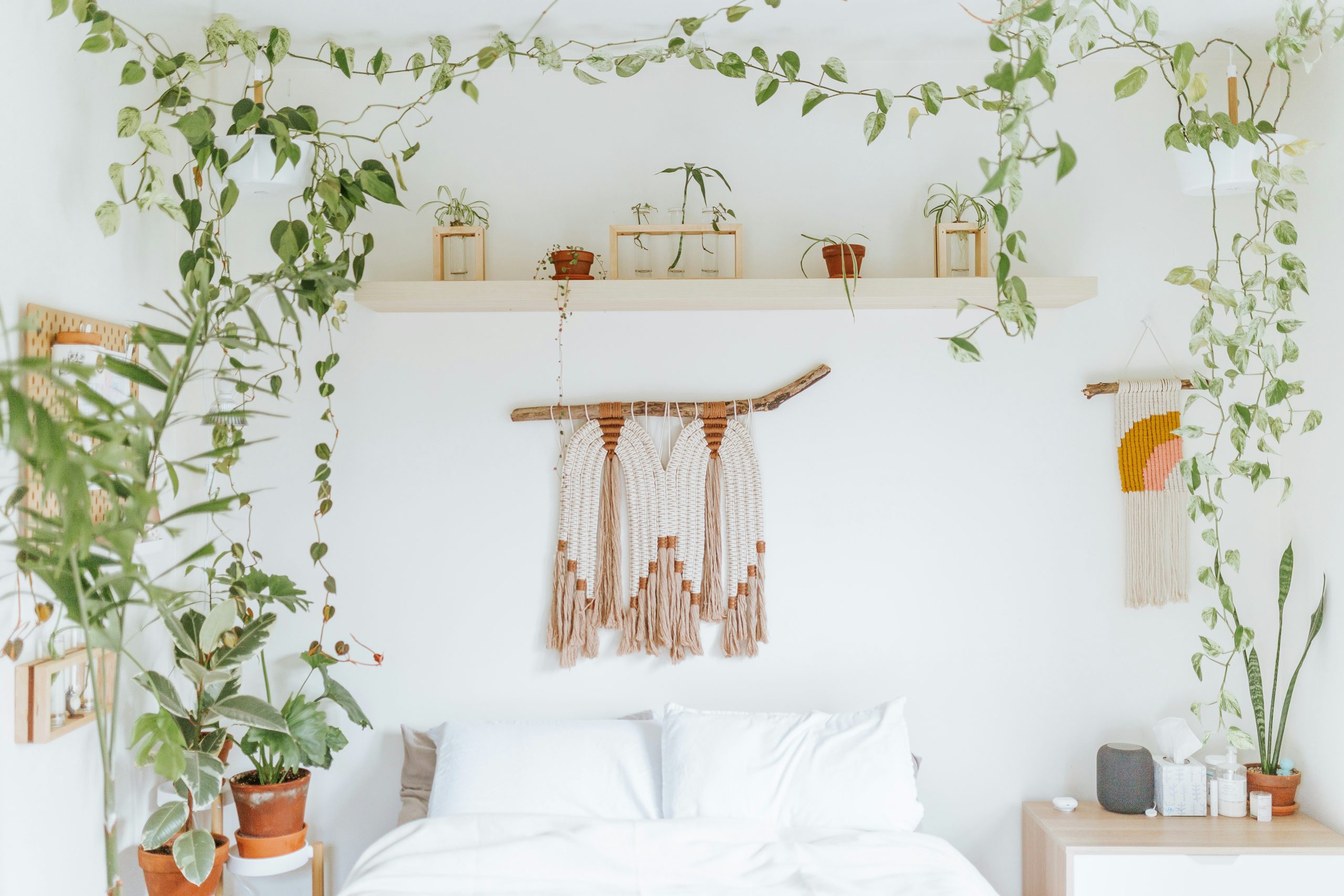 Houseplants draped above my bed