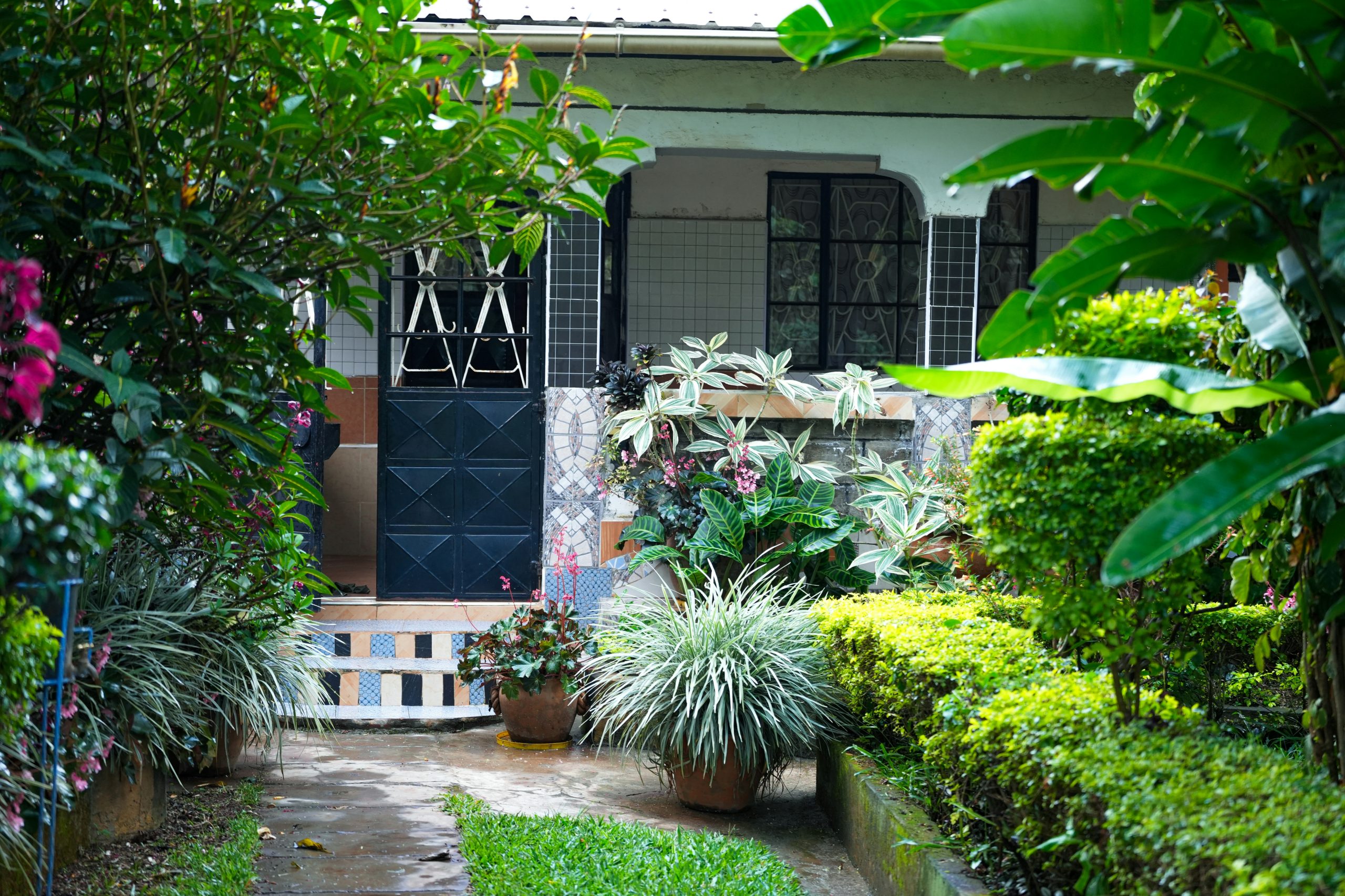 Lush green garden path leading to a house entrance