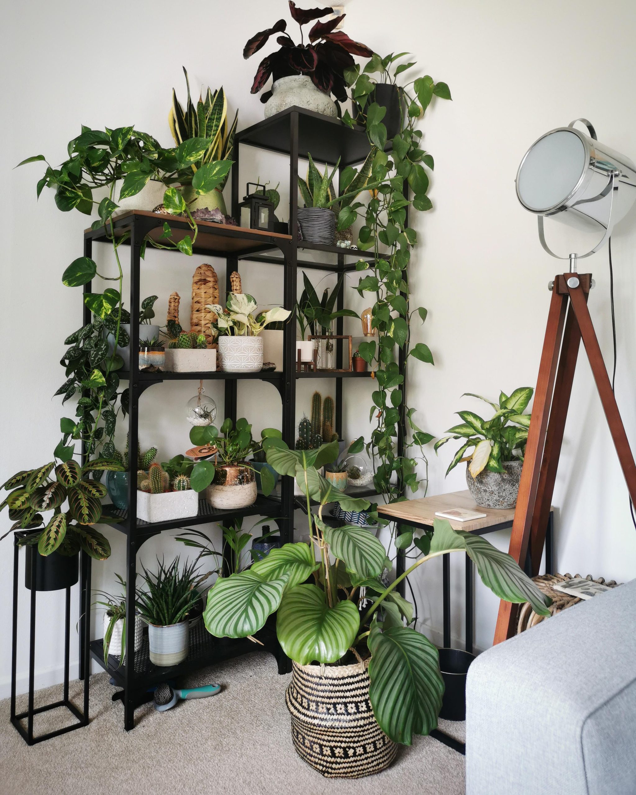 Plant corner of the living room is evolving nicely : r/houseplants
