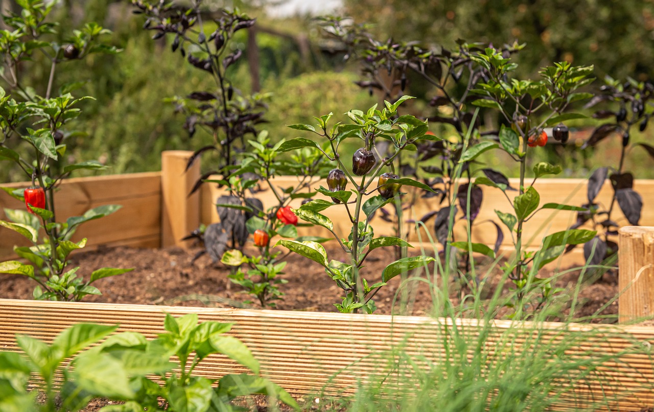 raised bed, chili, chives, garden, herbs, nature, raised bed, raised bed, raised bed, raised bed, raised bed