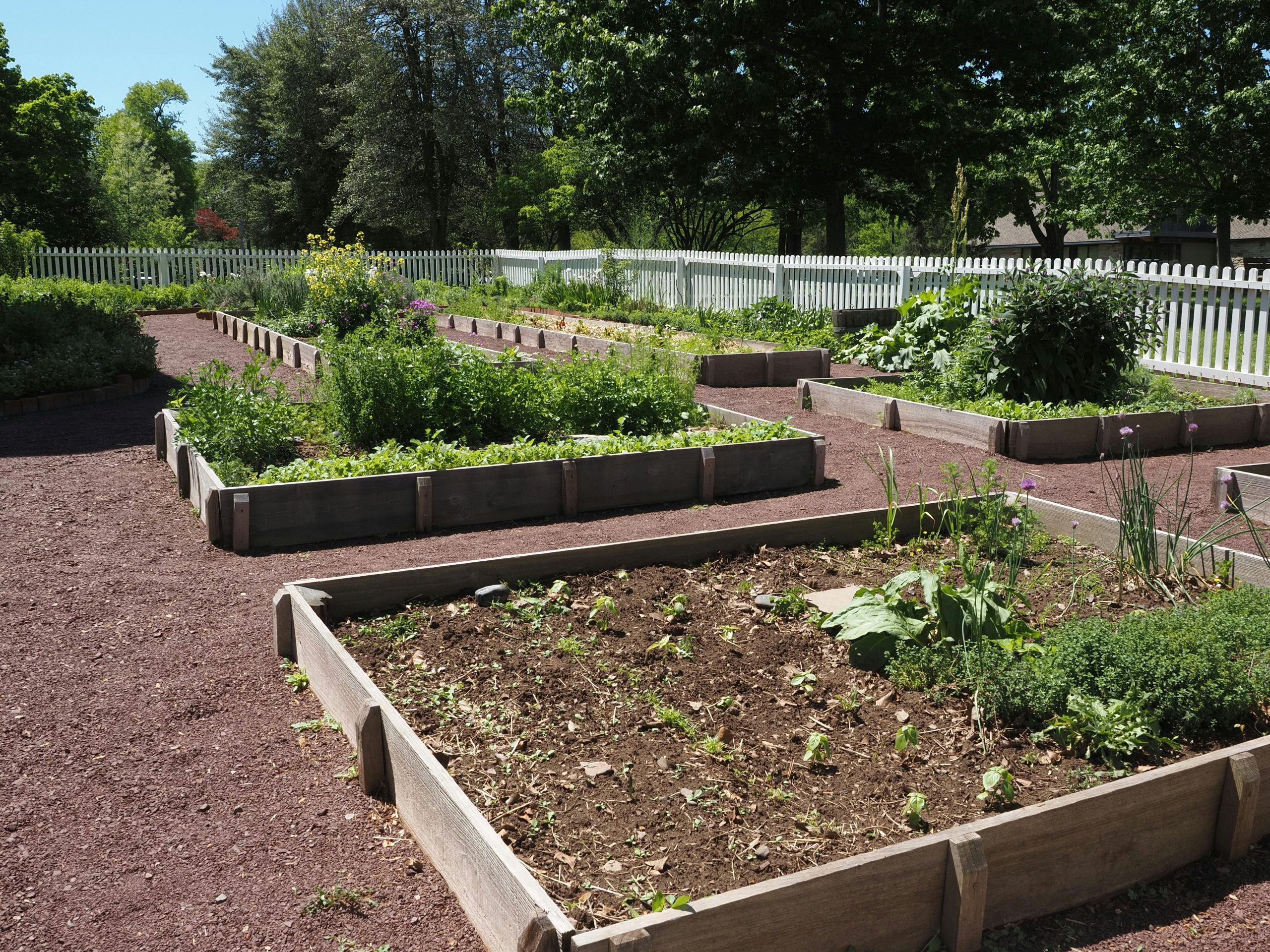 Vibrant community garden with raised beds on a sunny day in Washington Crossing, Pennsylvania.