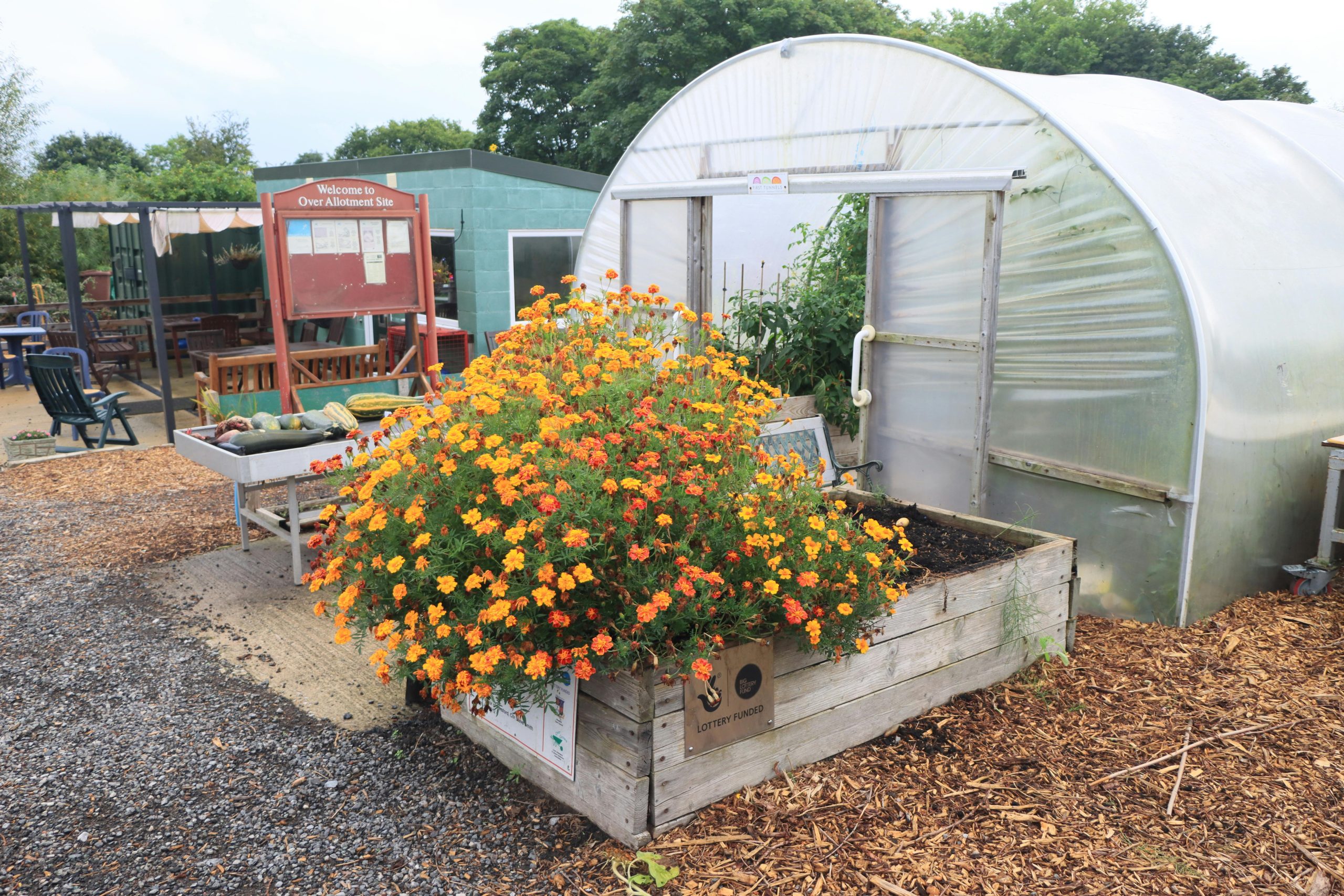 Vibrant flowers in a wooden planter beside a greenhouse at an allotment site in England.