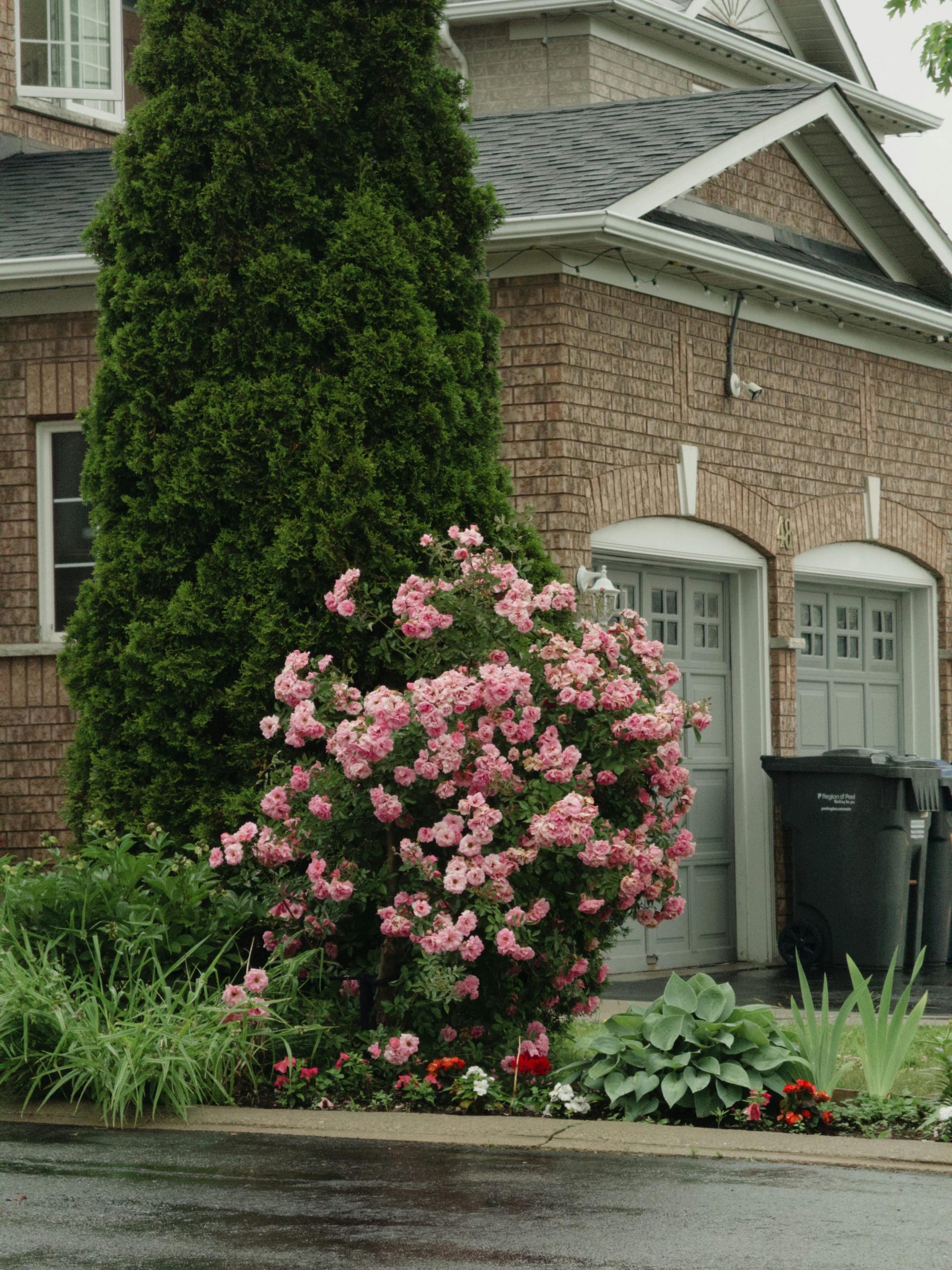Vibrant pink roses bloom beside a house in Brampton, illustrating urban nature's charm.