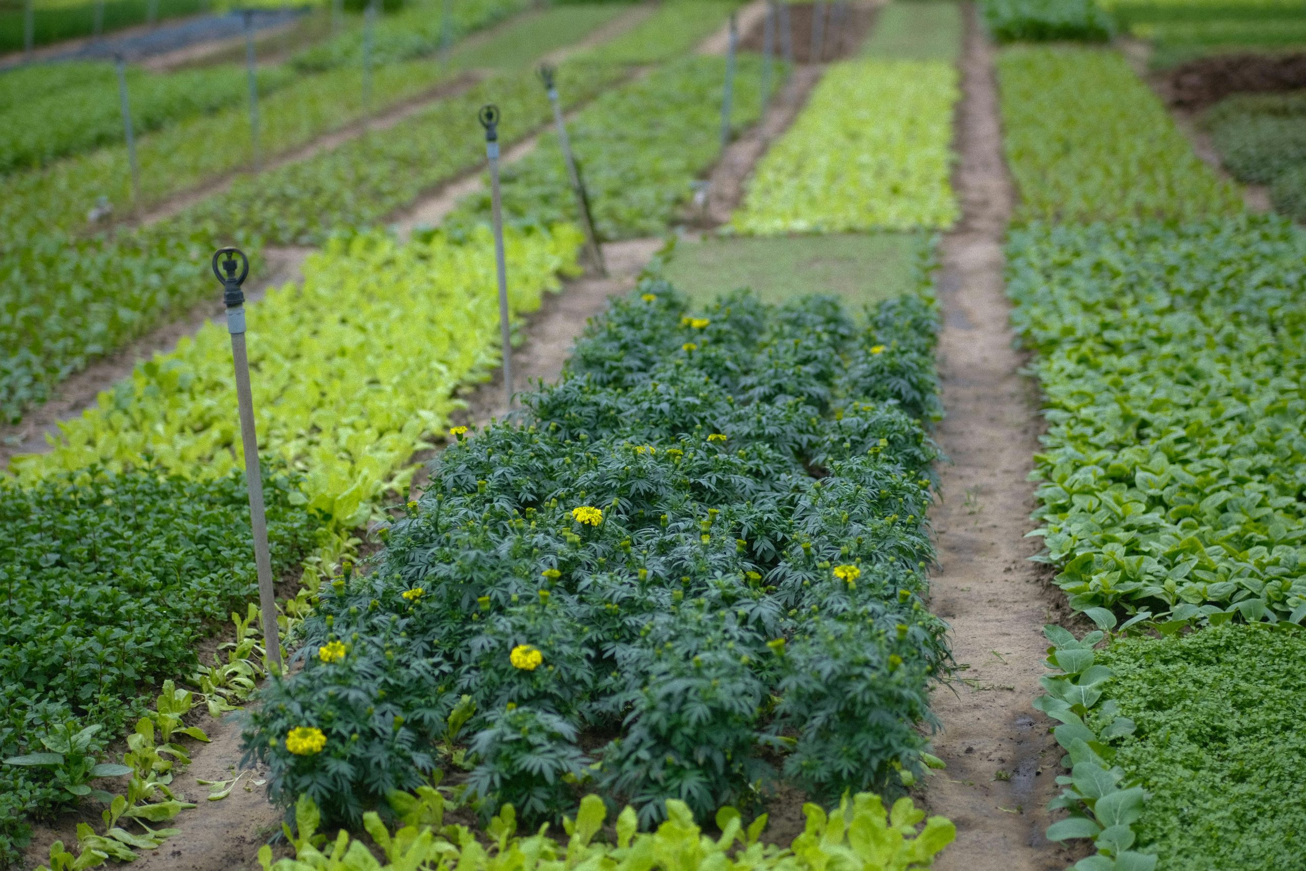 Vibrant vegetable garden rows with irrigation system in Da Nang, Vietnam. Ideal for agriculture themes.