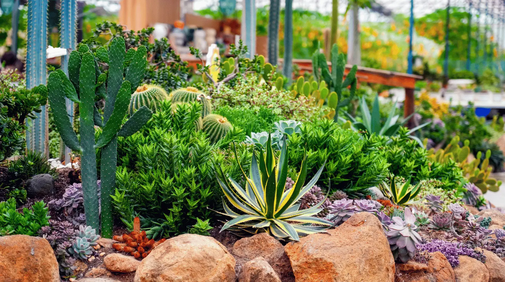 7 Common Xeriscaping Myths (What to Know Before You Plant)
