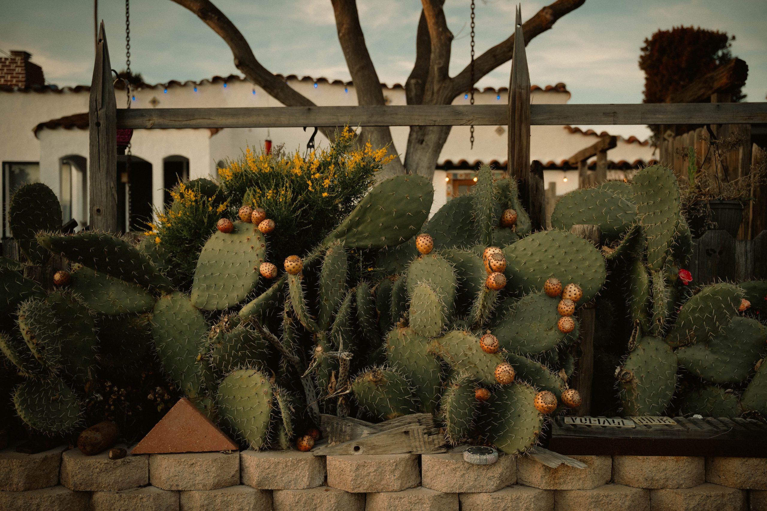 A charming cactus garden with rustic architecture in the background under an evening sky.