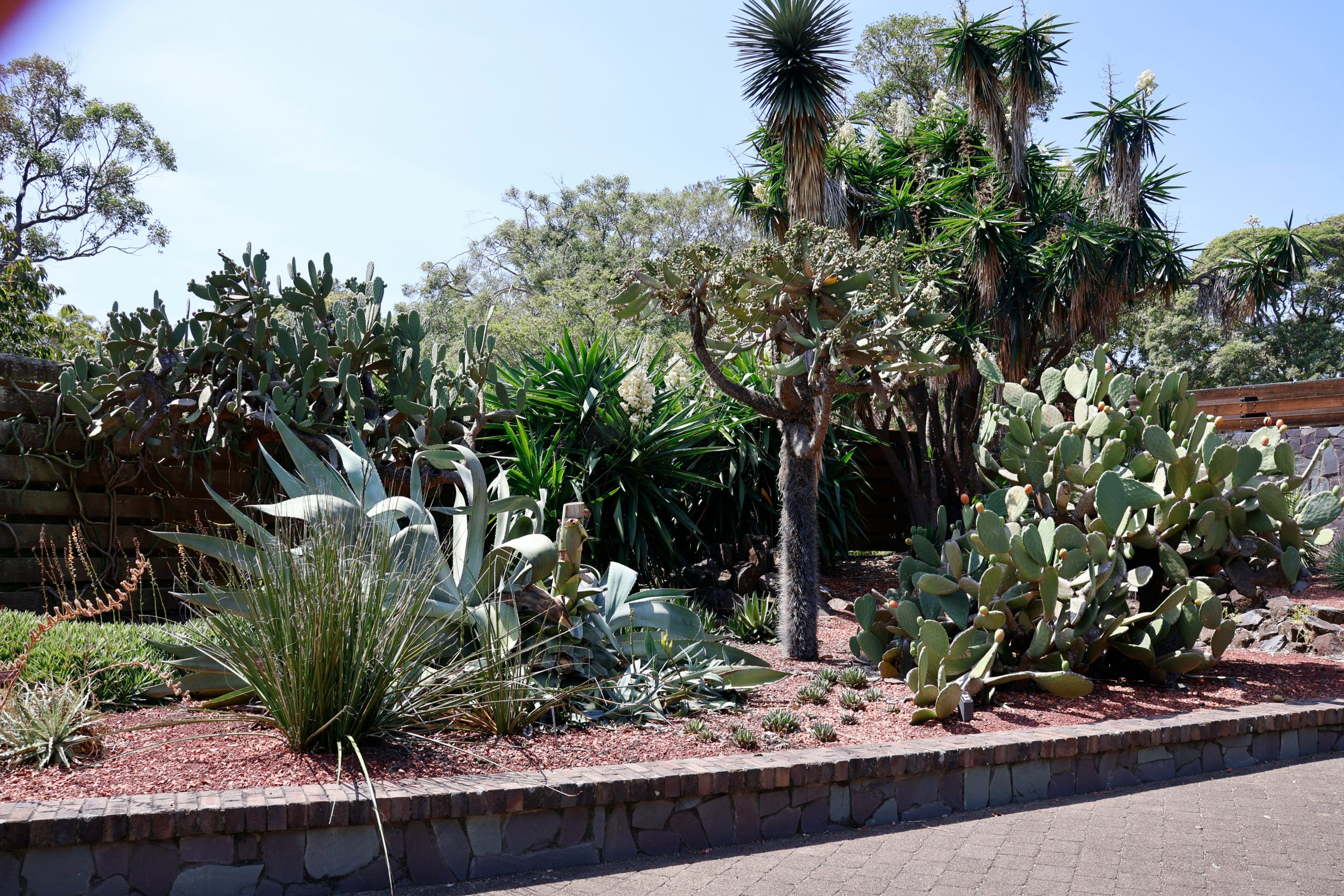 A variety of desert plants and cacti in a garden.