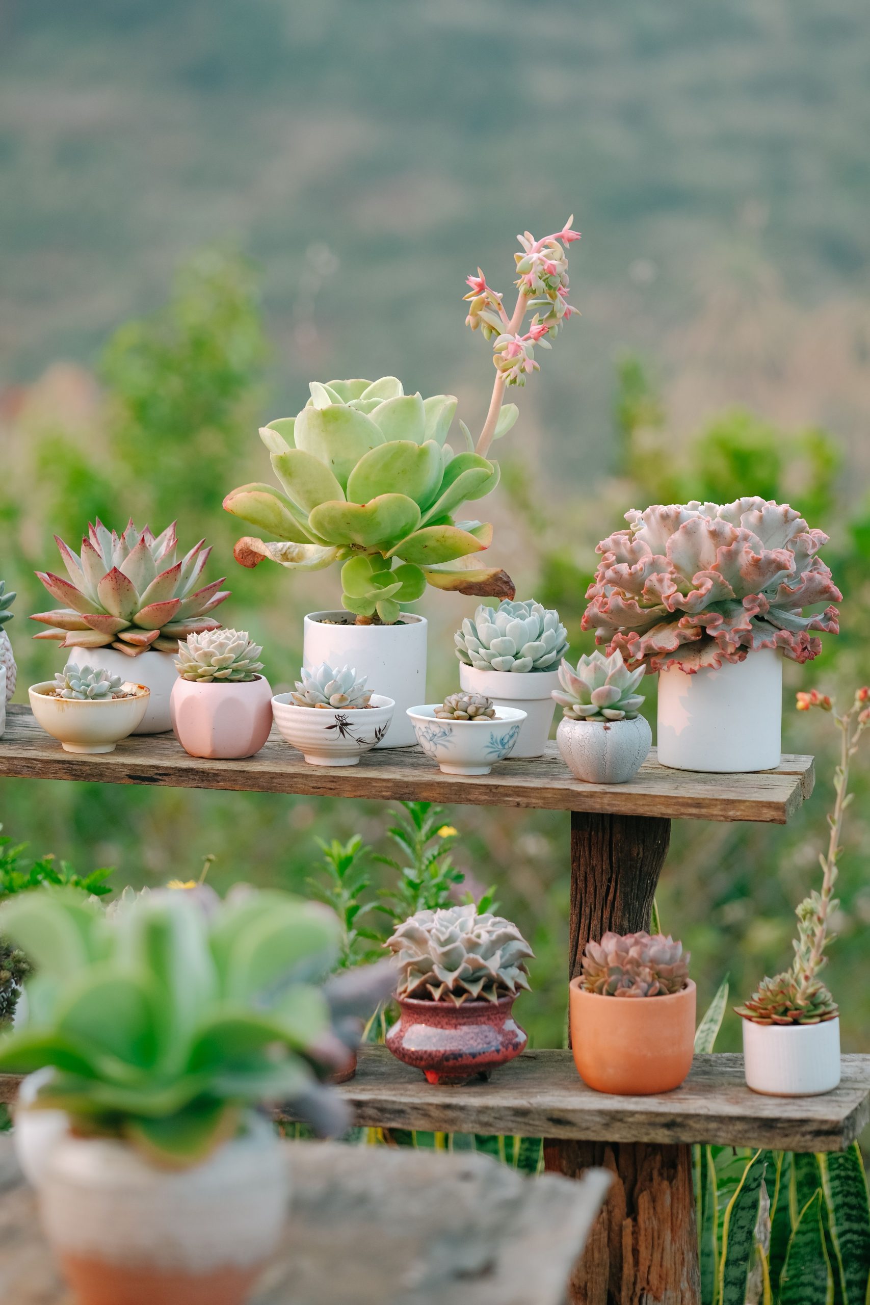 A vibrant display of assorted succulents in decorative pots on a rustic wooden stand in a garden setting.