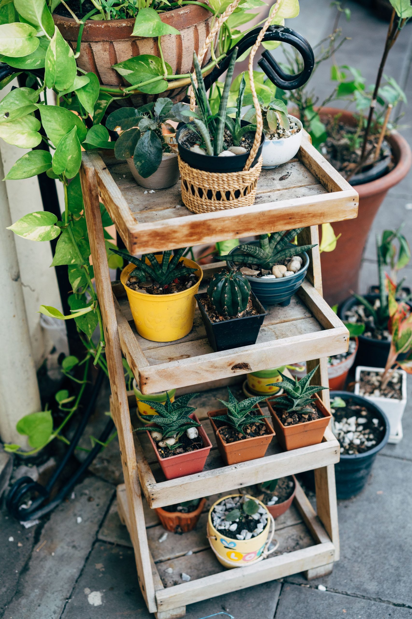 A vibrant display of potted succulents on a rustic wooden stand outdoors.
