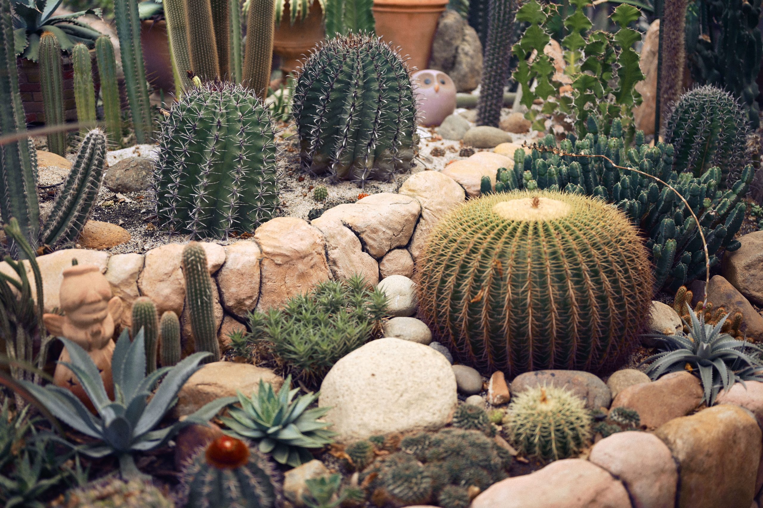 A vibrant rock garden showcasing various cacti and succulents, ideal for desert-themed decor.