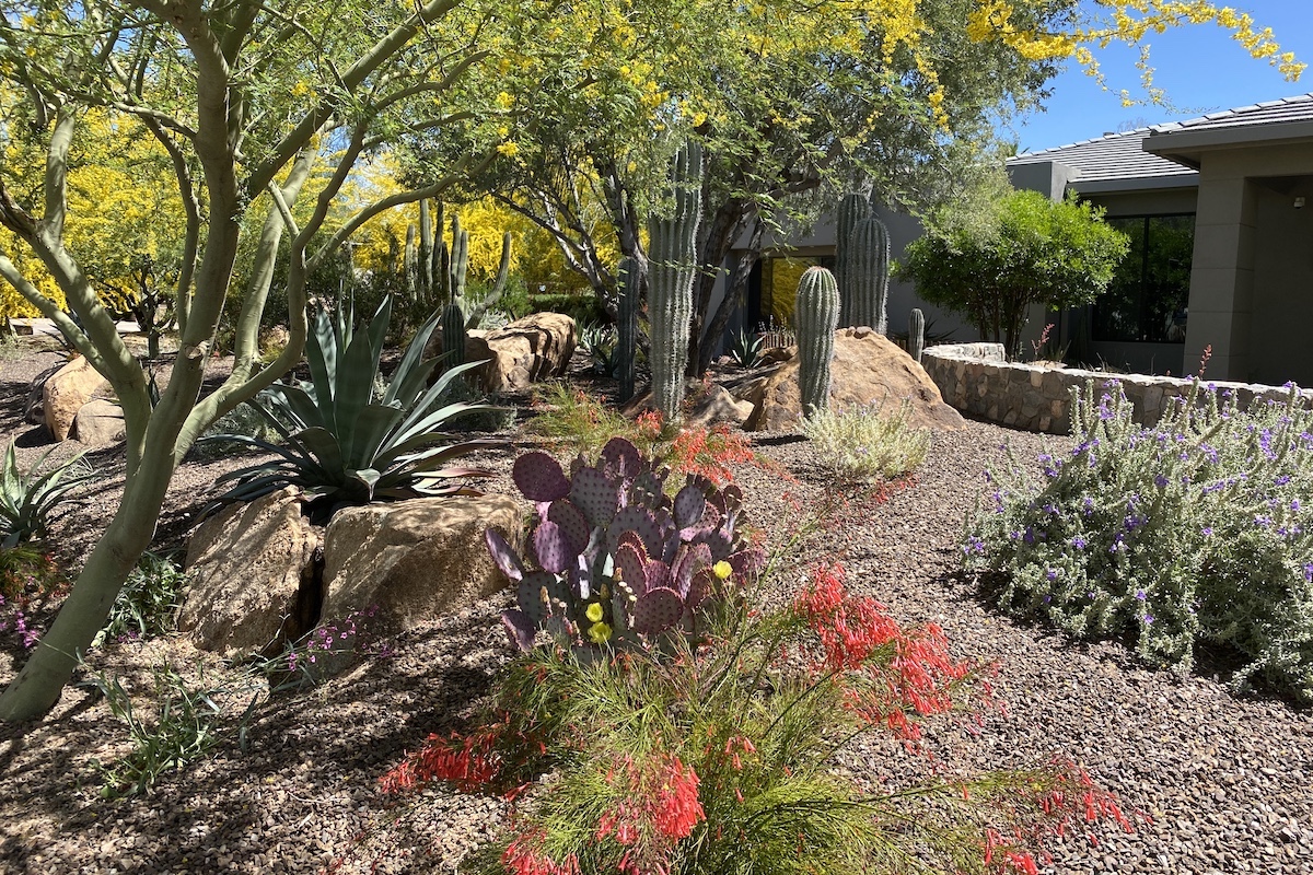 Arizona gardens Archives - Debra Lee Baldwin