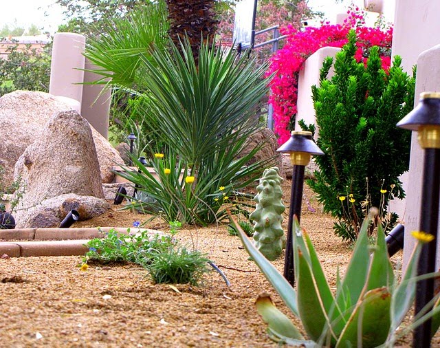 Arizona Landscaping: Vibrant Desert Landscape Design