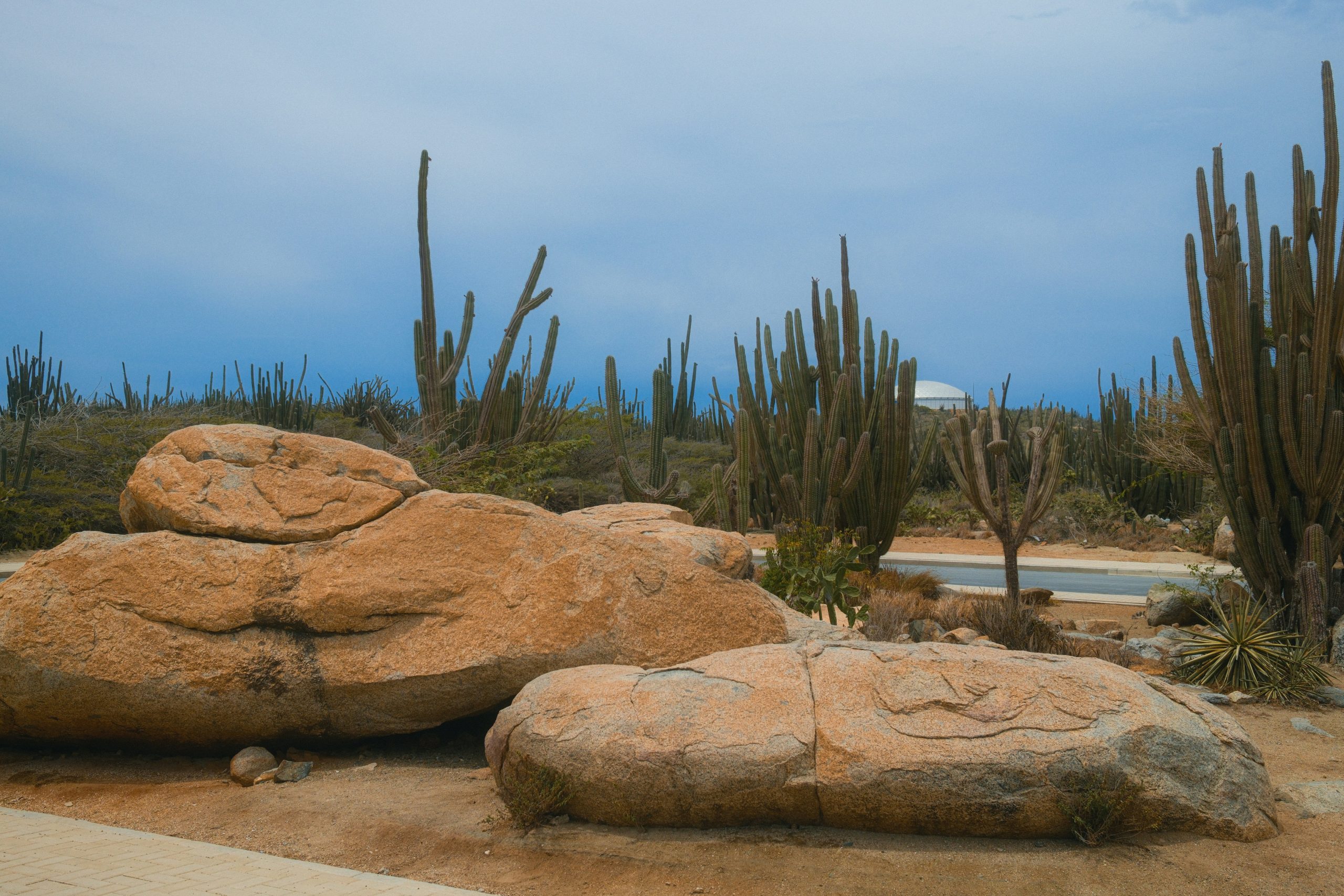 Cacti and large rocks under a blue sky.