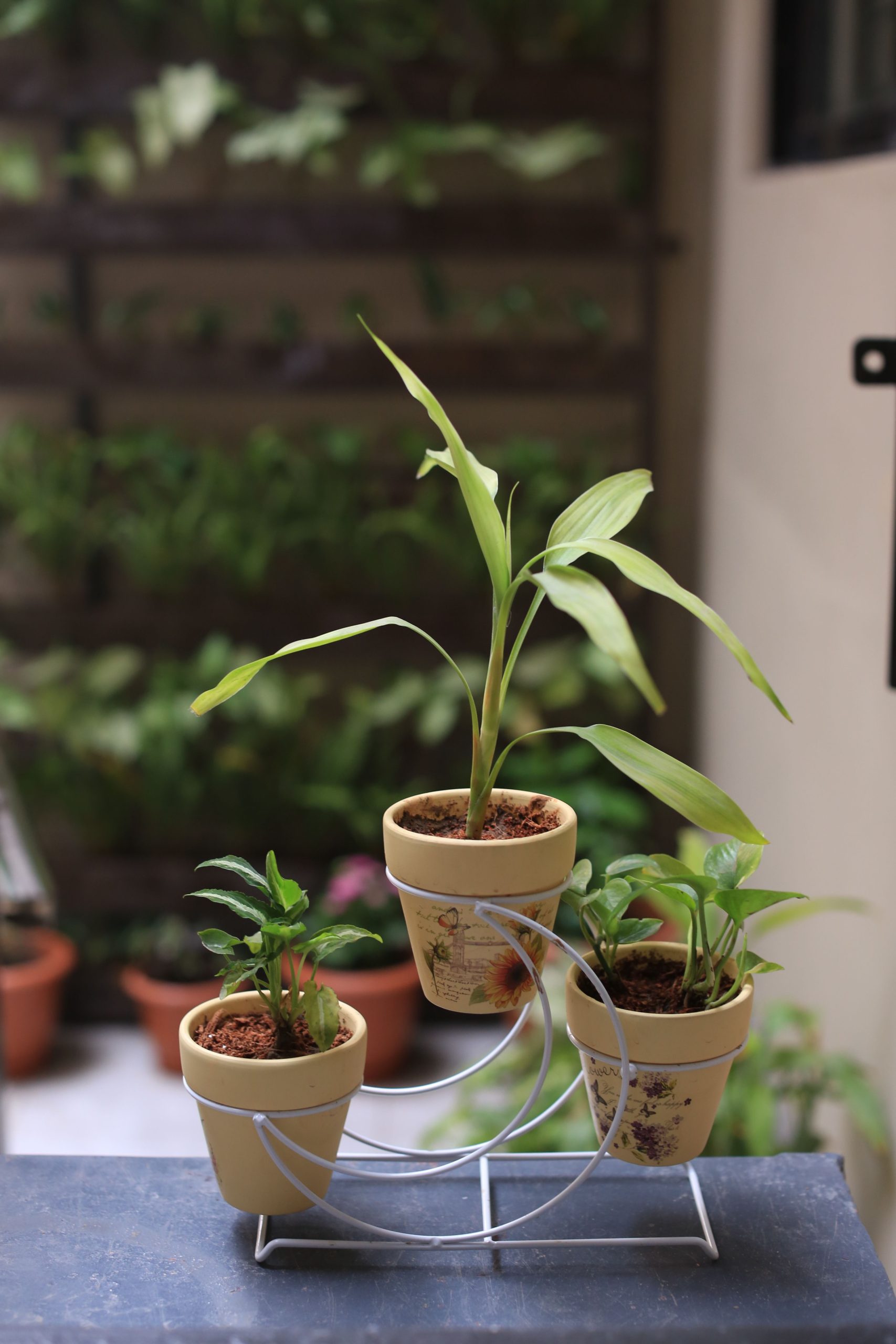 Chic indoor display of three vibrant plants in decorative clay pots on a stand.