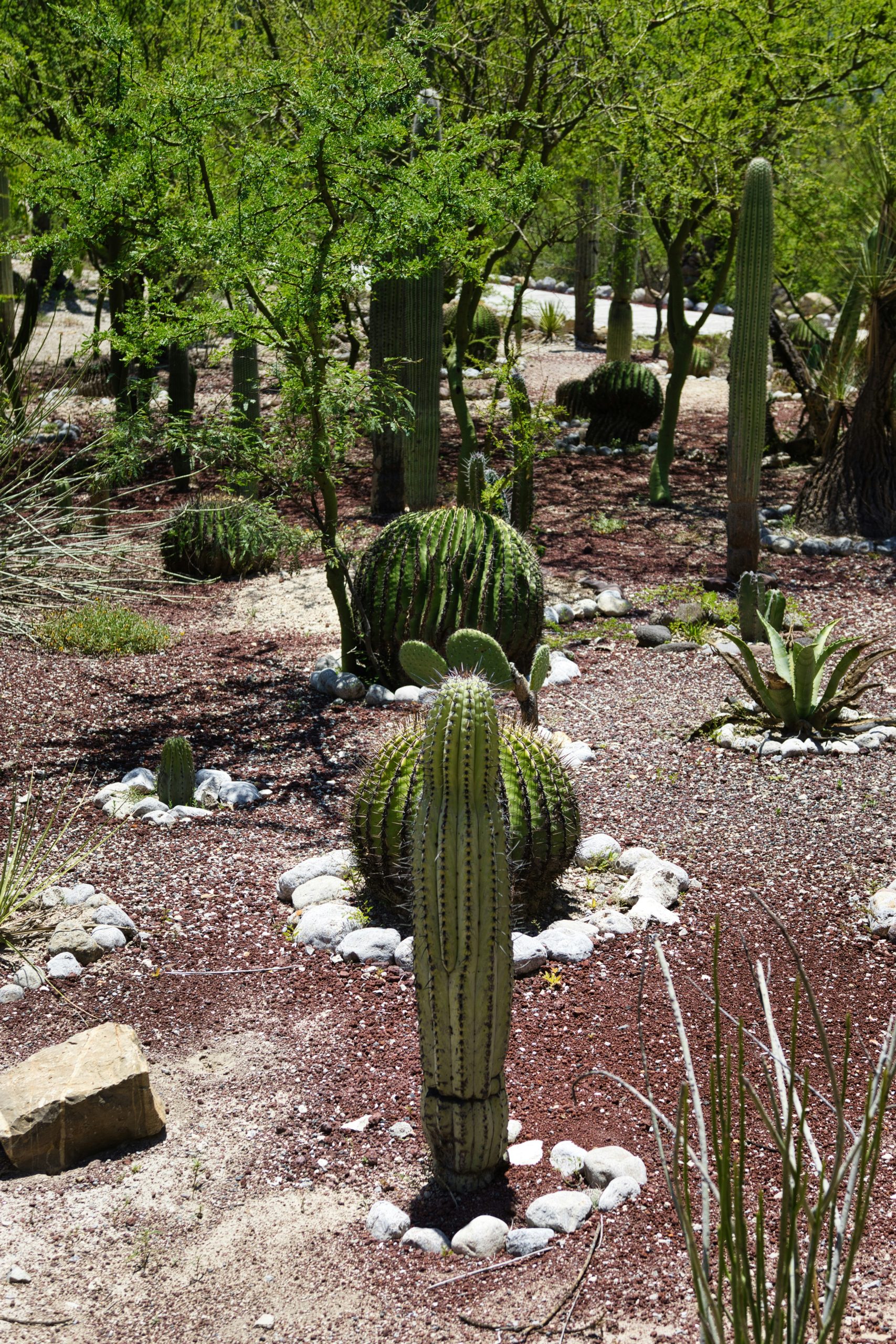 Desert garden with various cacti and trees.