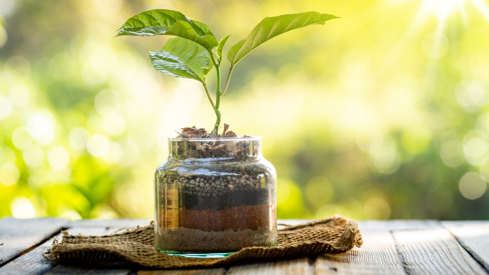Dollar Tree Glass Jars Become Artsy Tabletop Planters With This Creative DIY