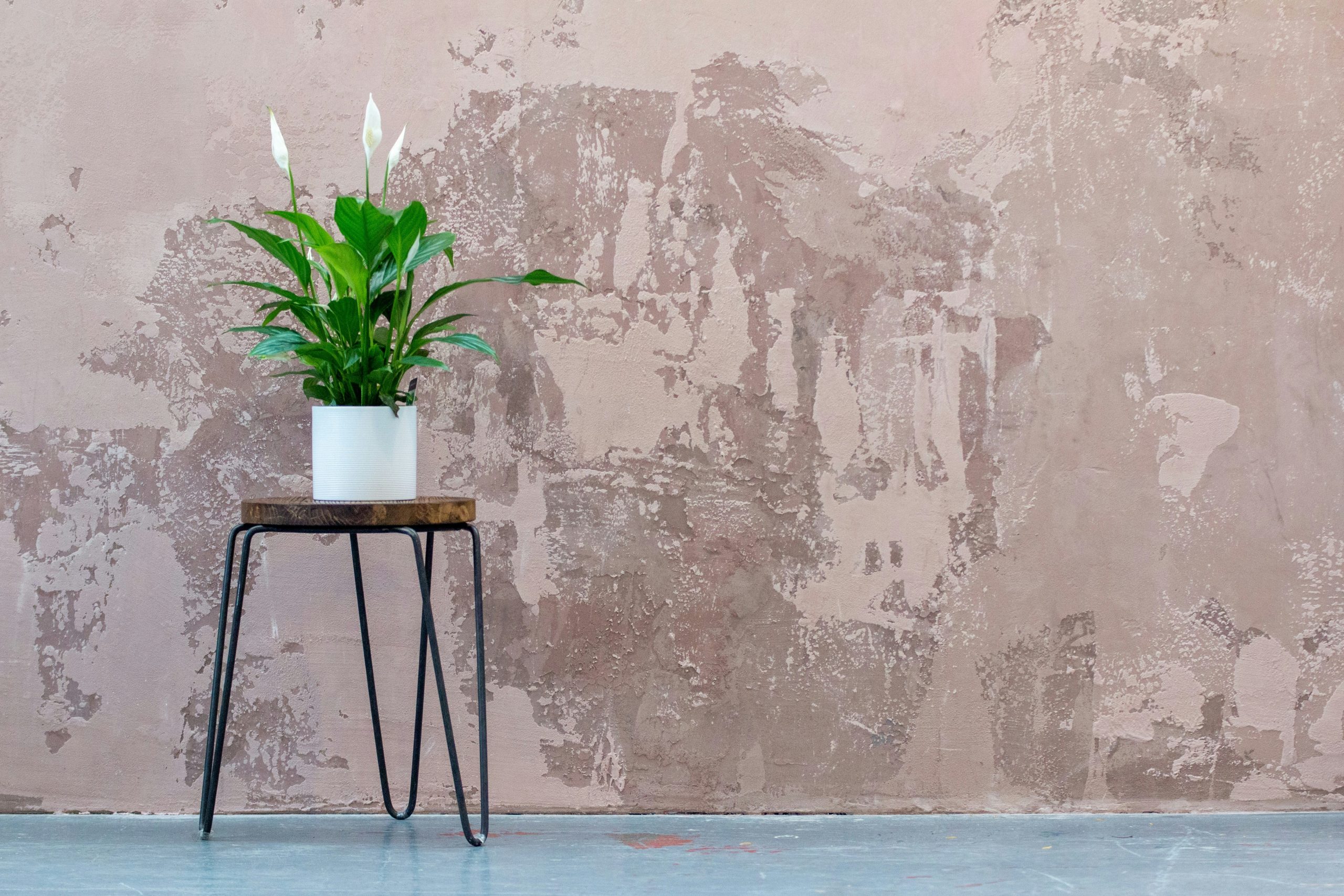 Peace Lily on Stand