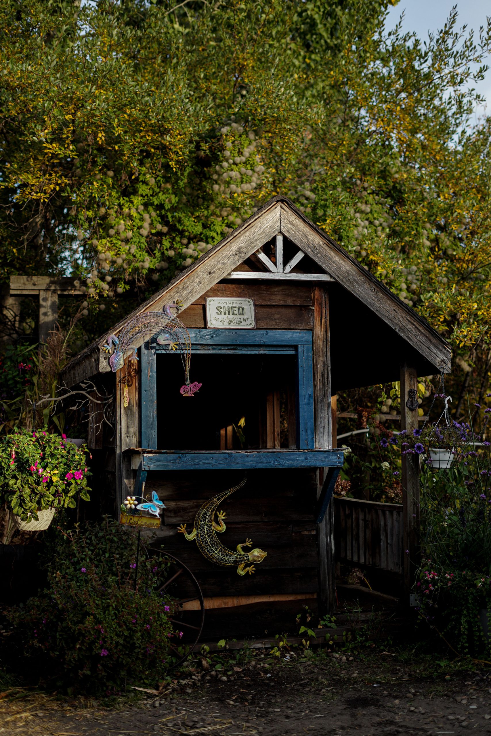 Rustic wooden garden shed surrounded by lush plants in autumn Alberta, Canada.