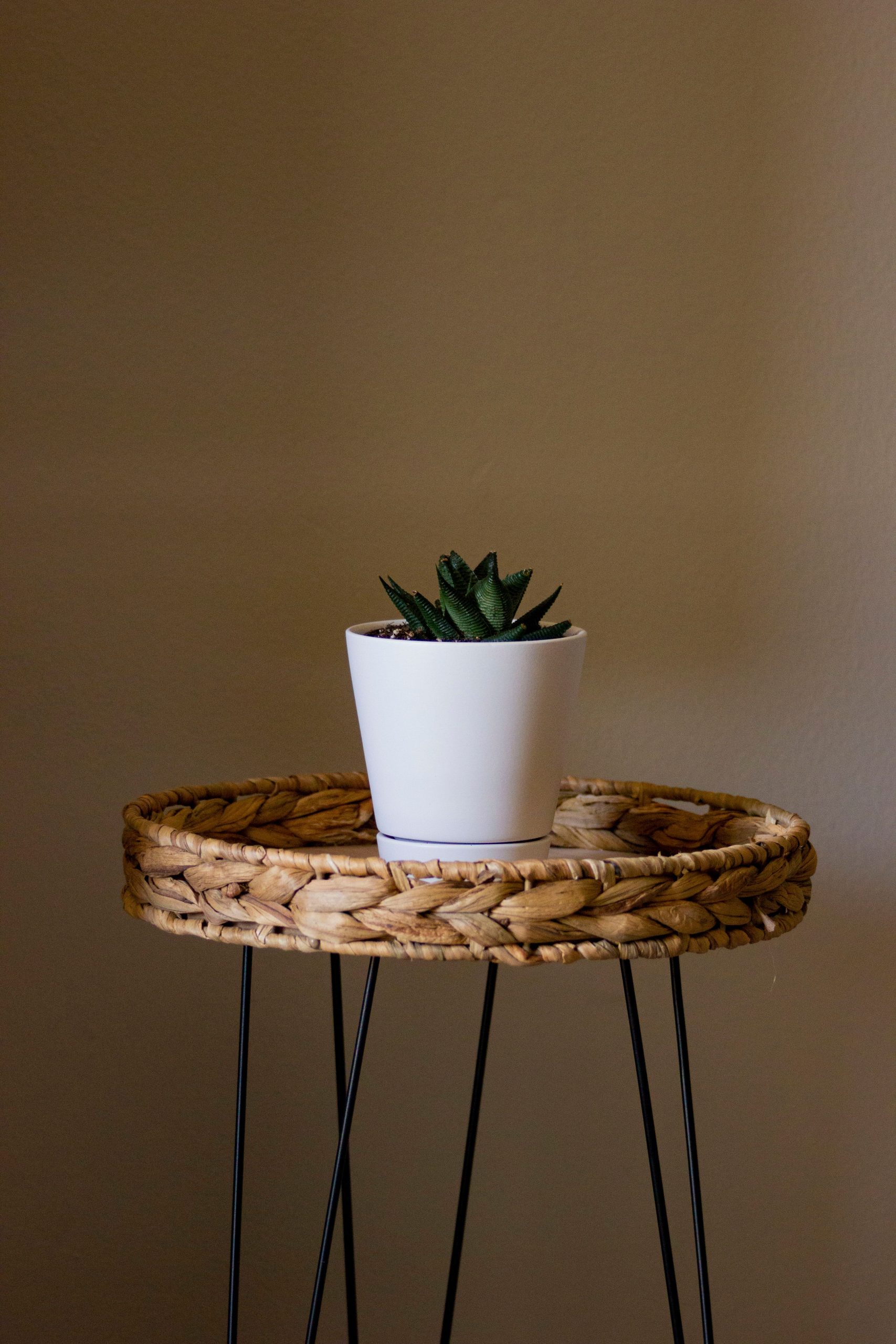 Stylish succulent in a white pot on a wicker stand against a warm beige wall, offering a modern-minimalist decor touch.