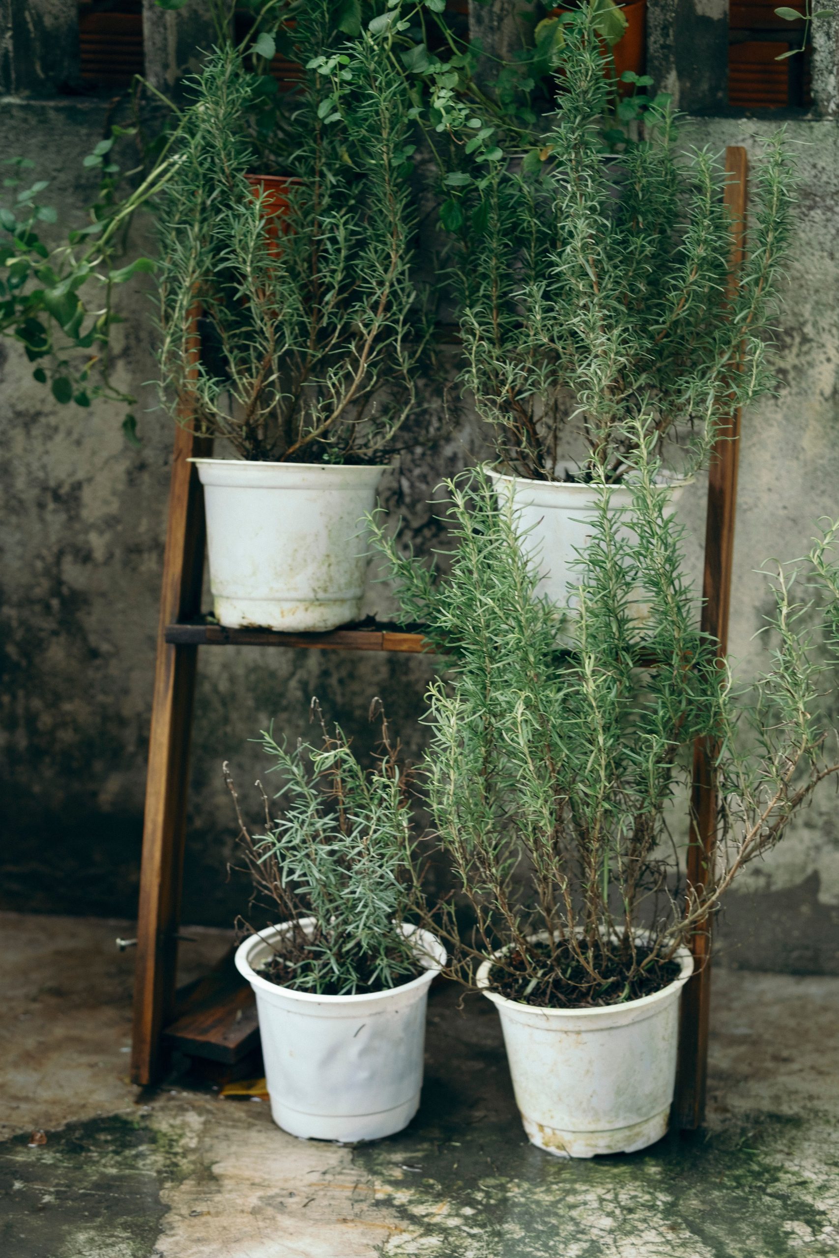 Vibrant rosemary plants in white pots on wooden stand in a rustic garden setting. Ideal for gardening and nature themes.