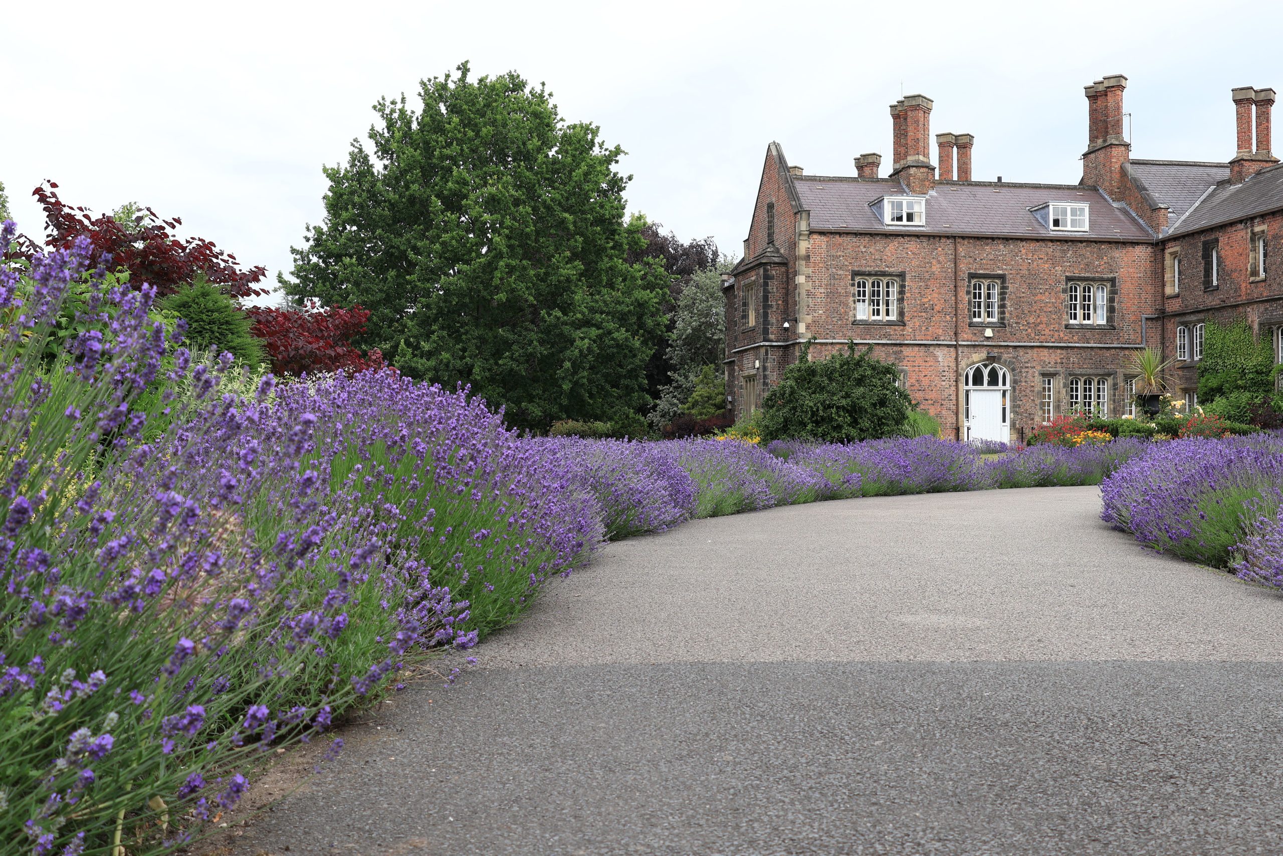 A picturesque brick country house with vibrant lavender lining the driveway on a clear summer day.
