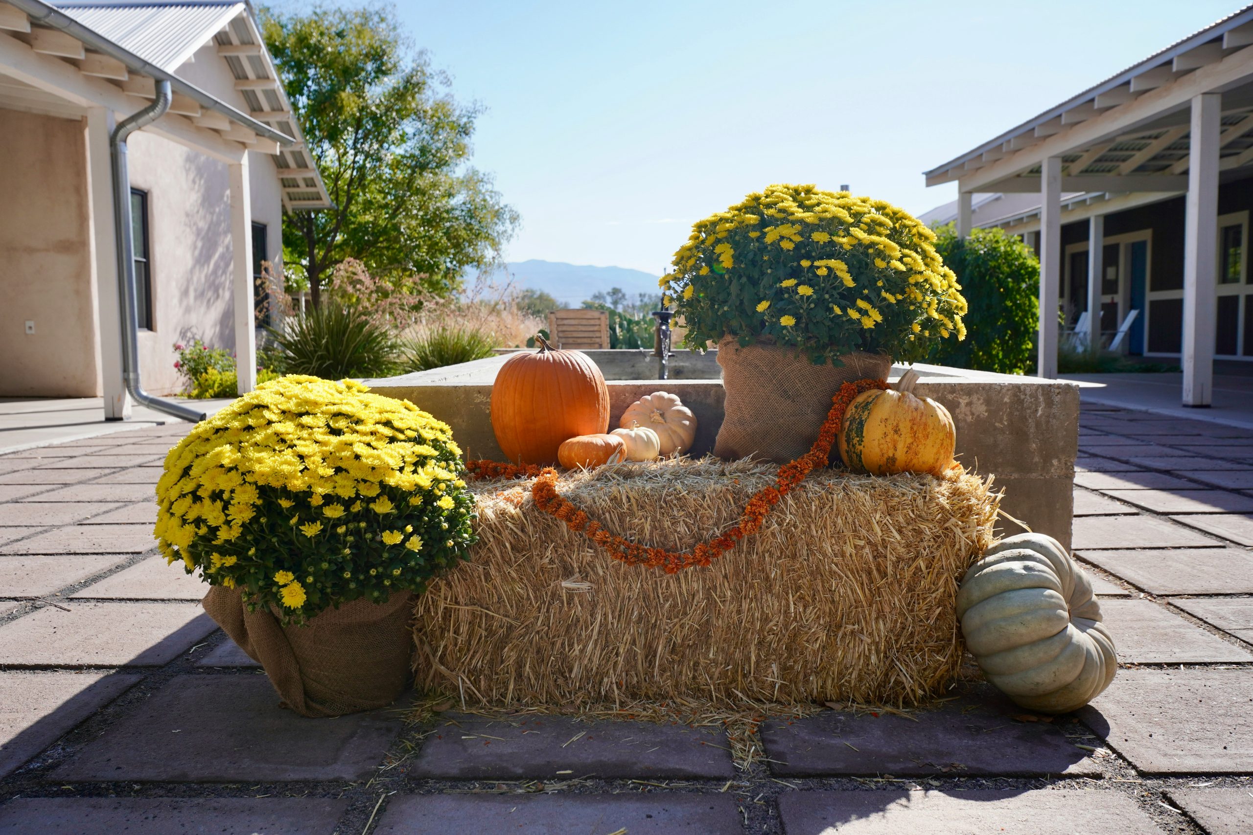 A beautifully arranged autumn display features vibrant yellow chrysanthemums, pumpkins, and gourds atop a rustic hay bale. Set against a sunlit farmhouse backdrop, this cozy seasonal composition embod