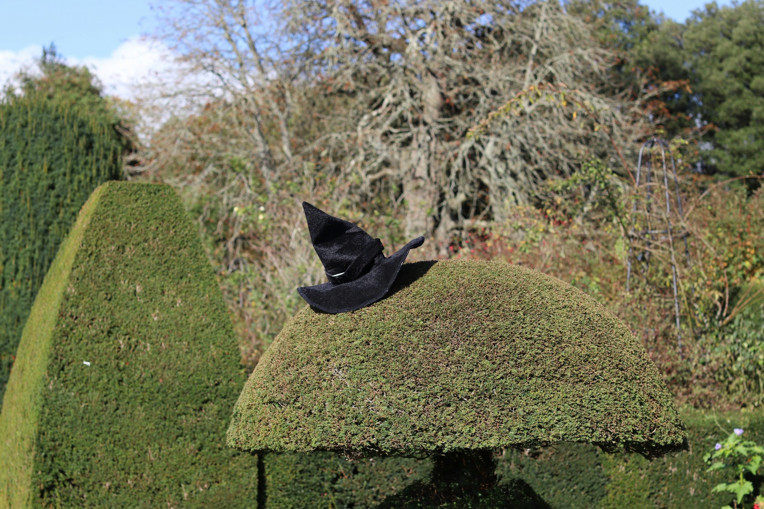 A black hat rests on a topiary bush