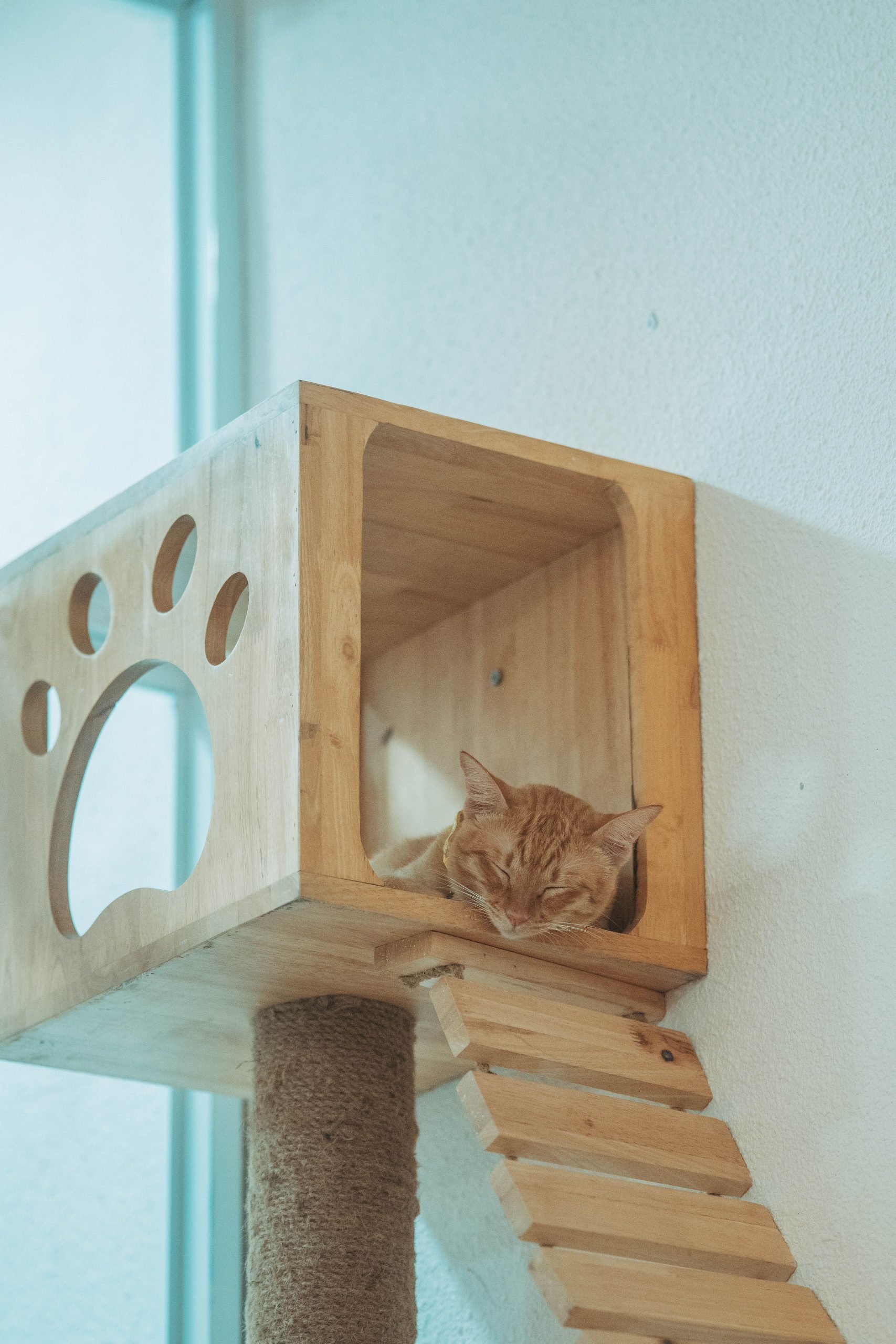 A cozy ginger cat rests inside a modern wooden cat house with a paw cutout design.