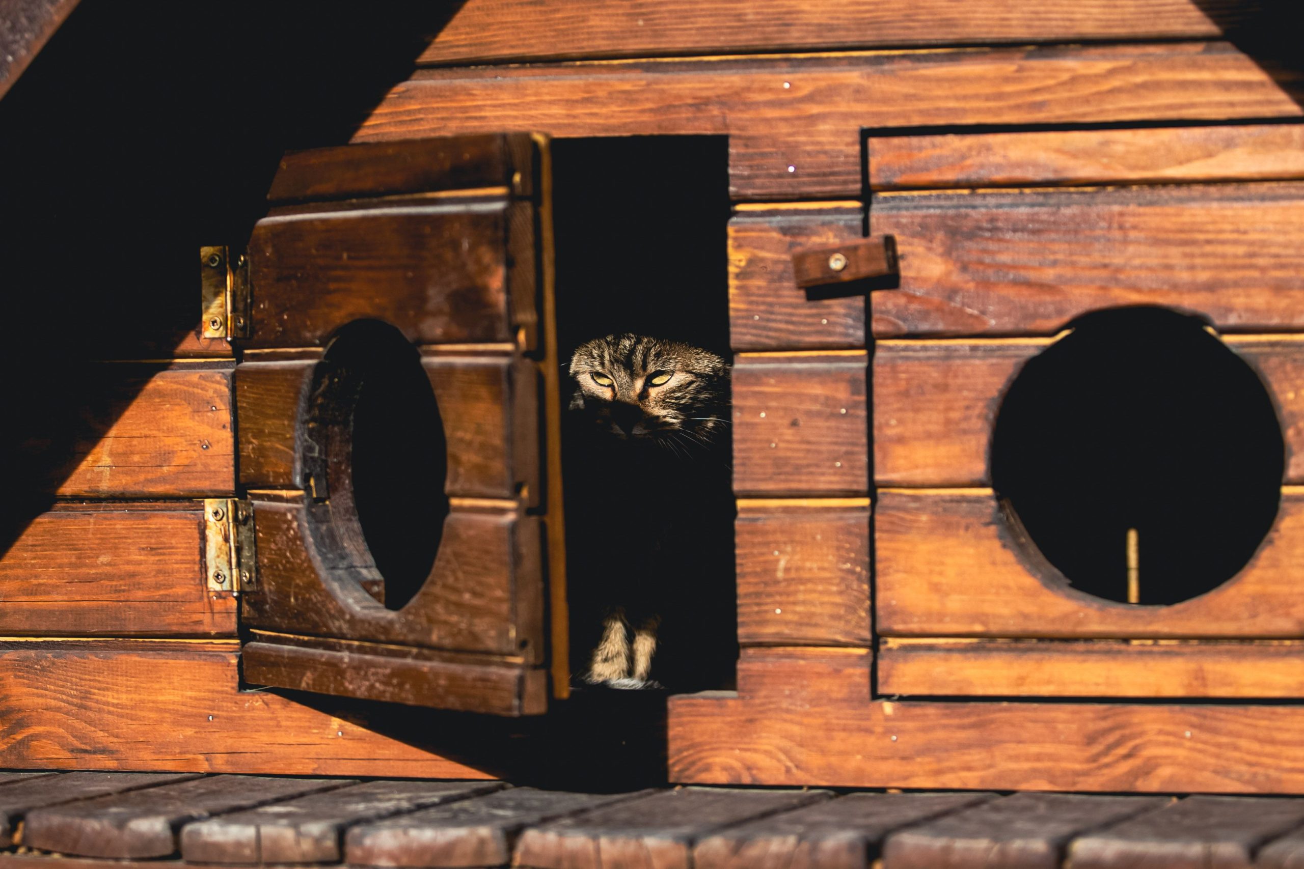 A curious cat peeks out from a rustic wooden cabin, bathed in warm sunlight.