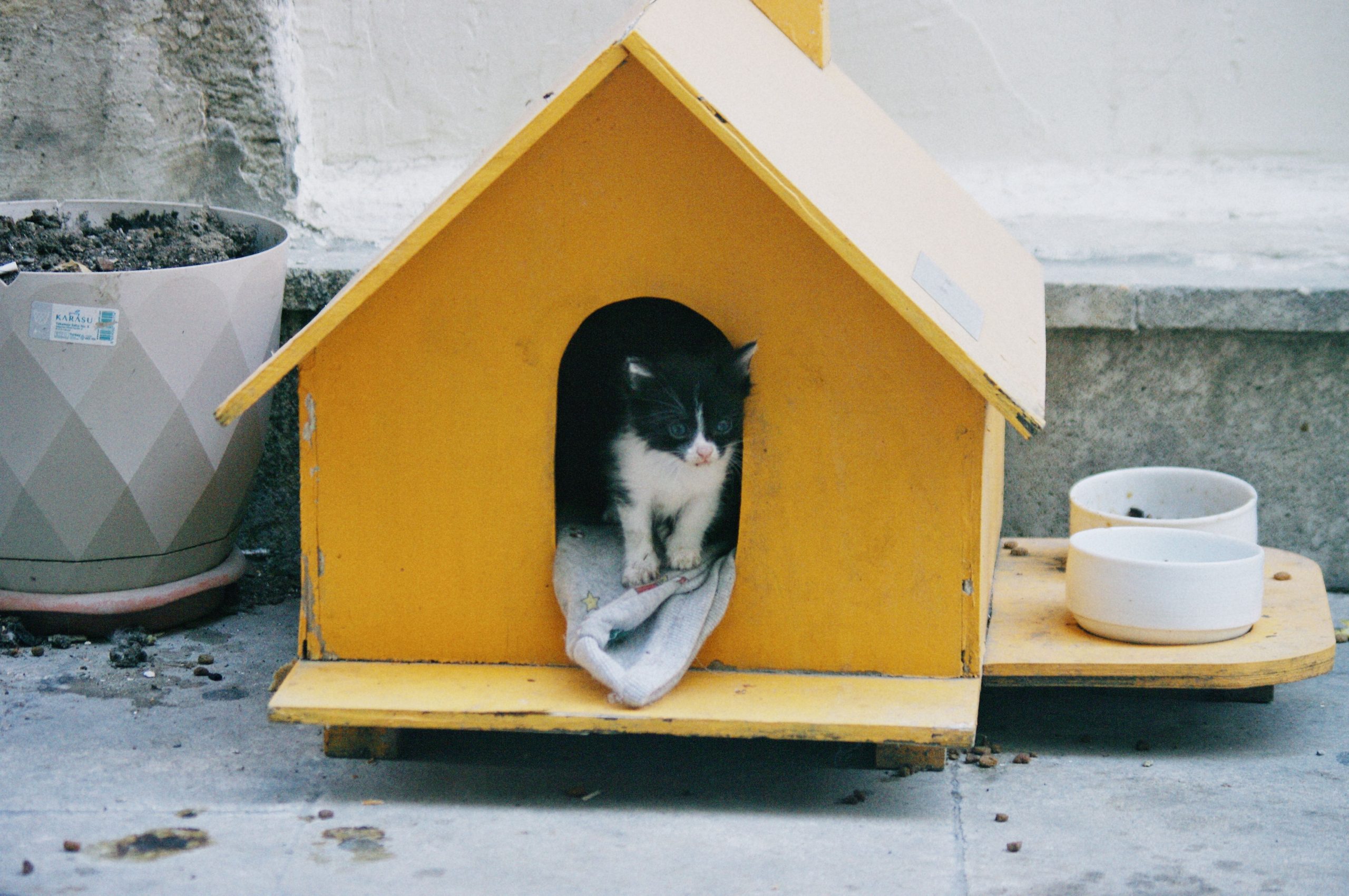 A cute black and white kitten peeks out from a yellow cat house with a cozy blanket inside.